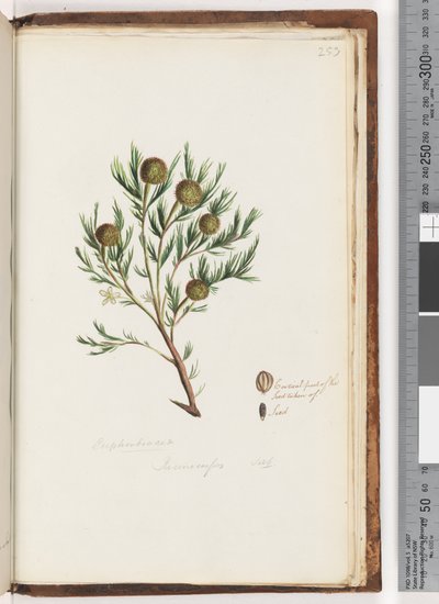 Page 253. Euphorbiaceae / Ricinocarpus ...? / Buisson de mariage - Unknown artist