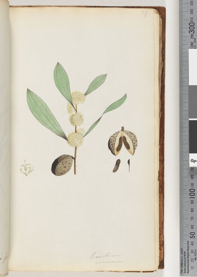 Page 37. Conchium nervosum - Unknown artist