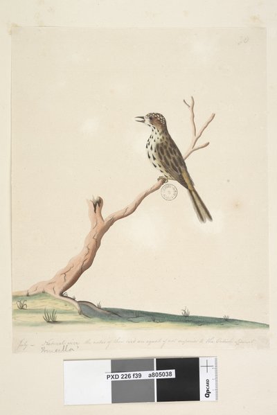 Page 39. Fringilla. le long du bord inférieur dans une autre main Juillet, taille naturelle. Les notes de cet oiseau sont égales sinon supérieures à celles du Linotte anglaise Fauvette tachetée Chthonicola sagittata, 1791-92 - Unknown artist
