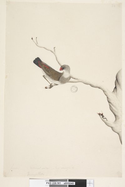 Page 41. Fringilla. au-dessus du titre dans une autre main Juin. Taille naturelle. Iris douteux Diamond Firetail Stagonopleura guttata, immature, 1791-92 - Unknown artist