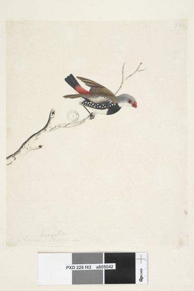 Page 43. Fringilla. sous le titre dans une autre main février. Taille réelle Diamant à gouttelettes Stagonopleura guttata, 1791-92 - Unknown artist