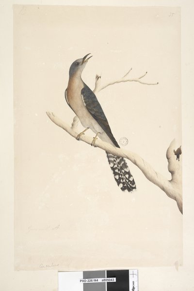 Page 44. Cuculus. au-dessus du titre, dans une autre main Taille réelle. dans le coin supérieur gauche dans une troisième main B et dans le coin inférieur gauche Va avec A c