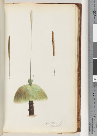 Page 46. Xanthorrhoea Hastile Arbre à herbe - Unknown artist