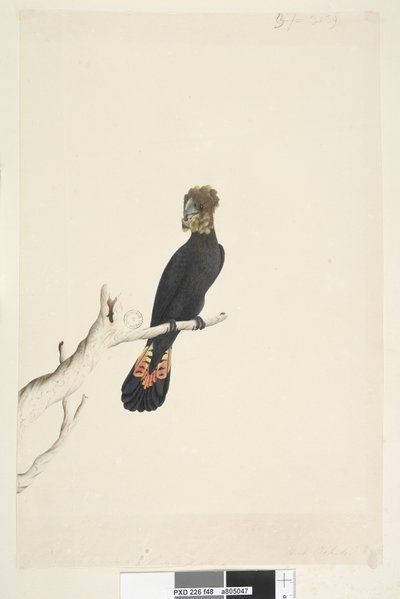 Page 48. Black Cockatoo. Glossy Black Cockatoo Calyptorhynchus lathami, femelle, 1791-92 - Unknown artist