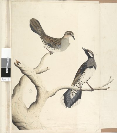 Page 4. Turdus. Dessiné à la taille naturelle, étant les deux seuls de ce genre encore vus dans la colonie, juin 1792 Spotted Quail Thrush Cinclosoma punctatum - Unknown artist