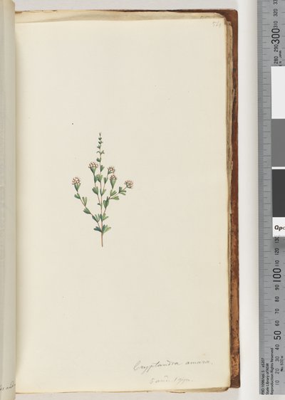 Page 54. Cryptandra amara. 5 et 1 gyn. Petite feuille de Cryptandra - Unknown artist