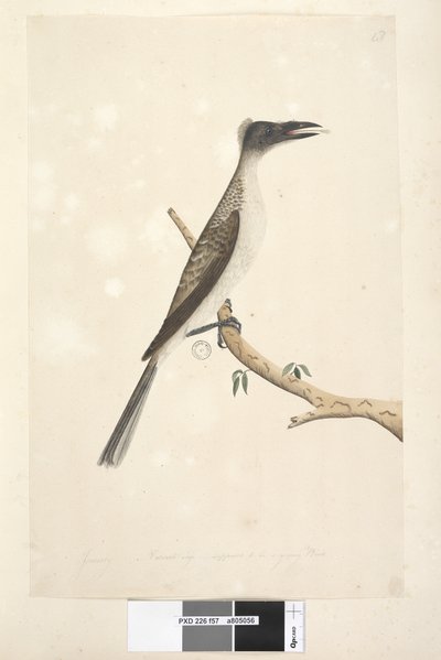 Page 57. Janvier. Taille réelle, supposé être un jeune oiseau Noisy Friarbird Philemon corniculatus, 1791-92 - Unknown artist