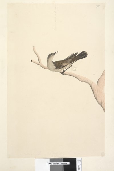 Page 64. Taille naturelle. Iris douteux. Iris supposé être de couleur paille Brown Tree, Creeper Climacteris picumnus, 1791-92 - Unknown artist