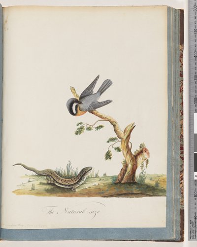 Page 69. Oiseau non identifié avec un lézard. Sylvia rufirostris - Unknown artist