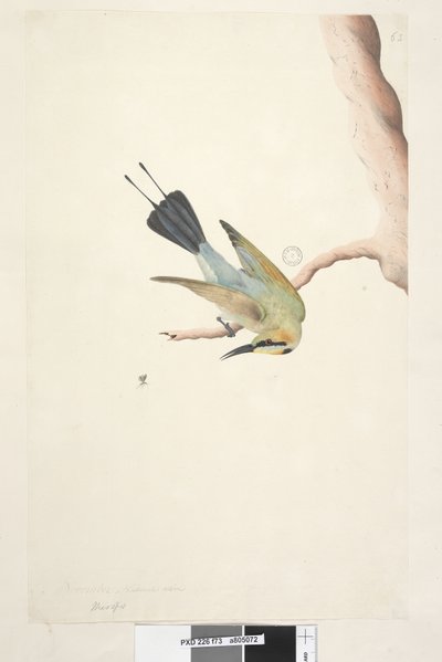 Page 73. Merops. au-dessus du titre dans une autre main Novembre. Taille naturelle Oiseau arc-en-ciel Merops ornatus, 1791-92 - Unknown artist