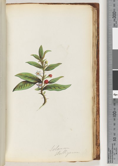Solanum stelligerum / Morelle étoilée - Unknown artist