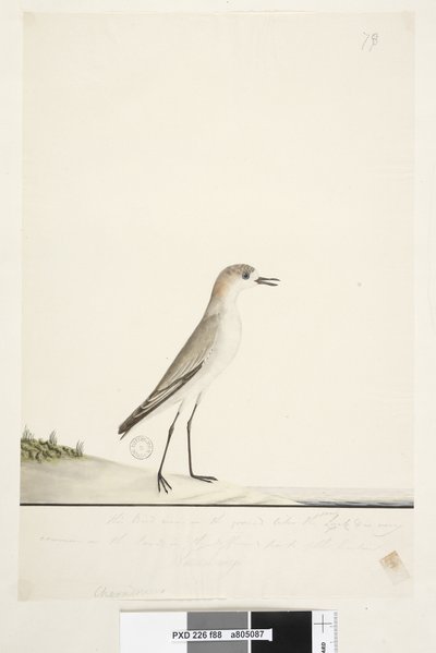 Page 88. Charadrius. sous la ligne de cadre dans une autre main Cet oiseau court sur le sol comme l