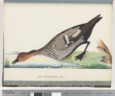 Page 88. Canard - Unknown artist