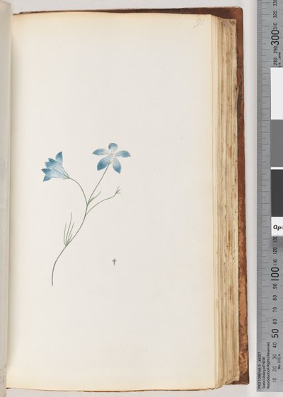 Page 91. Plante non identifiée - Unknown artist