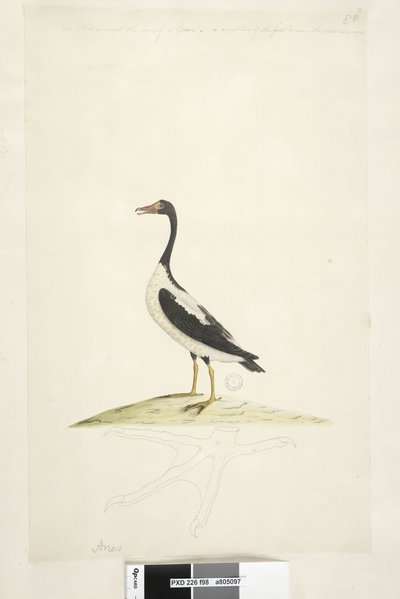 Anas. Cet oiseau est de la taille d