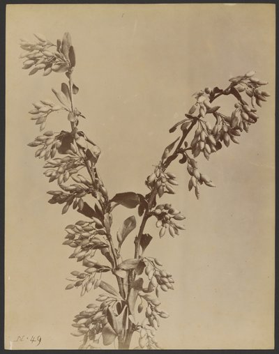 [Plante avec des grappes de gousses] - Unknown artist
