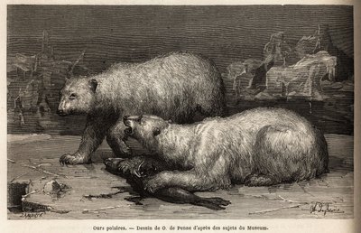 Ours polaires sur la banquise, battant un phoque qu