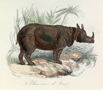 Rhinoceros d