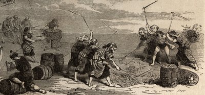 Culture du riz : dernière étape, avec l