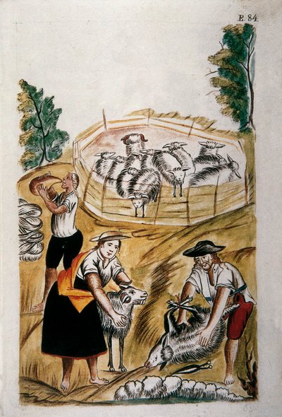 Tonte des moutons, du livre "Trujillo del Peru" ou "Códice Martínez Compañón", par Baltazar Martinez Compañón y Bujanda, évêque de Trujillo (1782-1785) - Unknown artist
