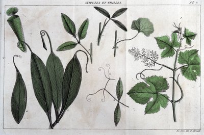 Les stipules et vrilles : dans « Flora Françoise, ou une brève description de toutes les plantes qui poussent naturellement en France, arrangées selon une nouvelle méthode d