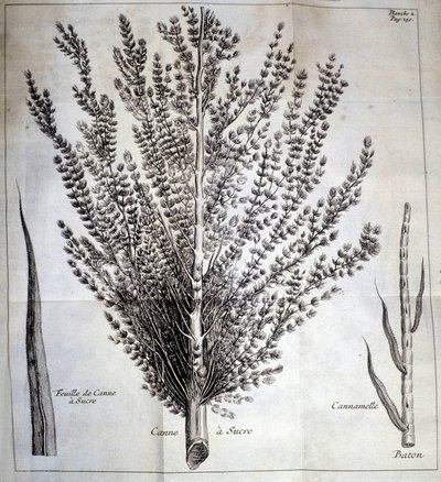 Canne à sucre avec feuille et bâton - Dans « Histoire naturelle du cacao et du sucre » - Unknown artist