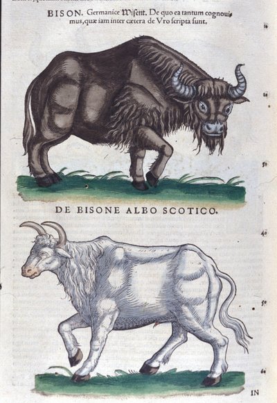 Le bison et le bison blanc d