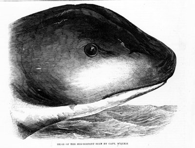 La tête du serpent de mer géant repérée par l