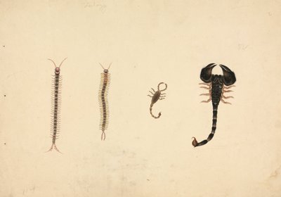Deux scorpions et deux mille-pattes - Unknown artist