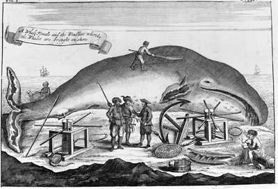 Chasse à la baleine : à terre, le cachalot est nettoyé. Gravure détachée d