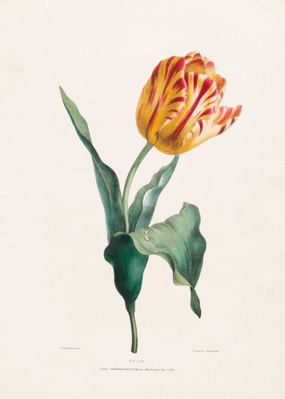 Tulipe antique par Valentine Bartholomew - Valentine Bartholomew