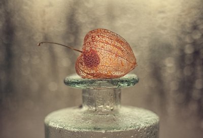 Lanterne en forme de squelette fragile - Valeriya Tikhonova
