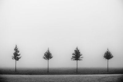 Quatre arbres brumeux - Vanja Tajnsek
