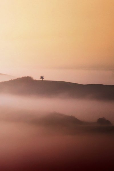 Lone Tree Golden Mist - Vanja Tajnsek