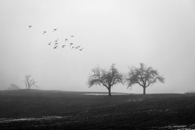 Arbres brumeux et oiseaux - Vanja Tajnsek