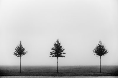 Trois arbres dans la brume - Vanja Tajnsek