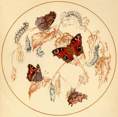 Paon, petite tortue et papillons virgule, vers 1930, 1945 - Vere Temple
