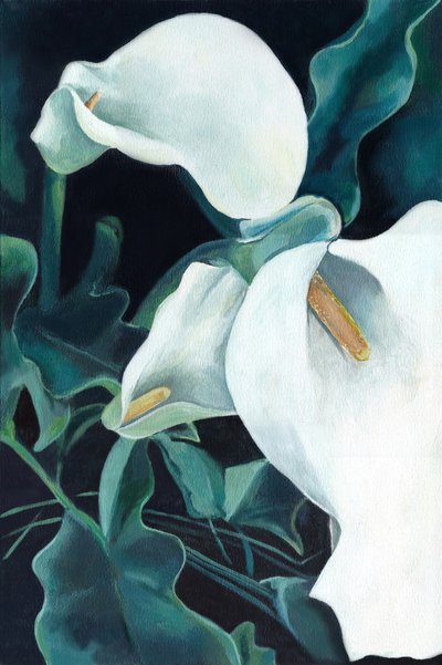 Élégants lis calla blancs - Viccy Wanliss