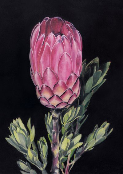 Protéa rose exotique - Viccy Wanliss