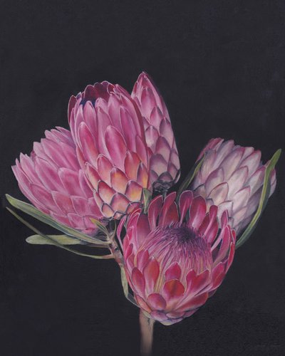 Protéas roses exotiques - Viccy Wanliss