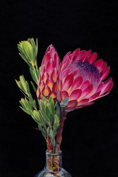 Protéas rose vif - Viccy Wanliss