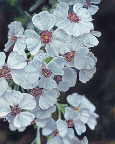 Fleurs blanches et gouttes de rosée - Viccy Wanliss