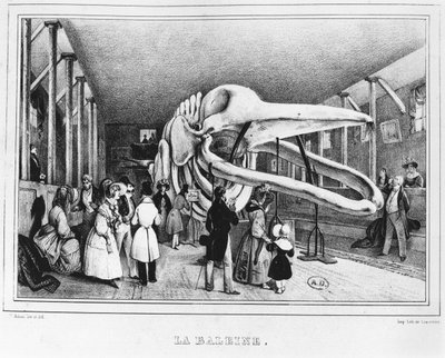 La baleine au Musée d
