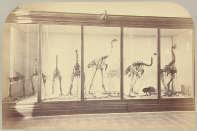 Pl. XV. Oiseaux fossiles : Nouvelle-Zélande - Victor Prevost, Gaston L. Feuardent and Co., New York