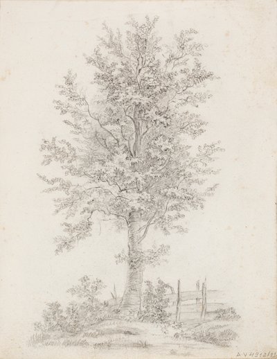 Arbre à feuilles larges - Victoria Åberg