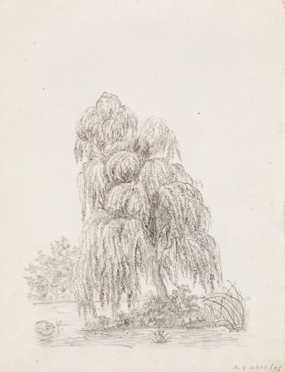Arbre à feuilles larges - Victoria Åberg