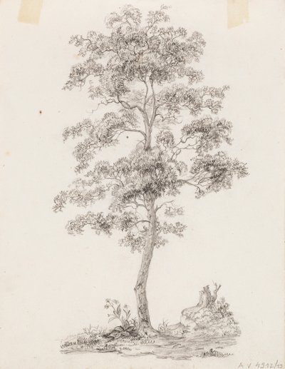 Arbre - Victoria Åberg