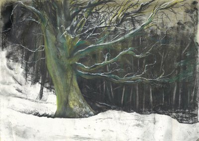 Arbre en hiver dans les bois d