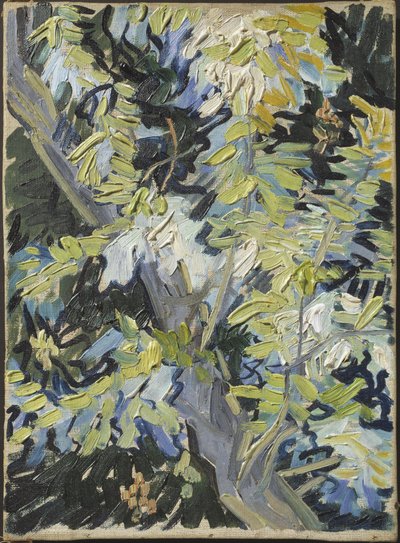 Acacia en fleur - Vincent van Gogh