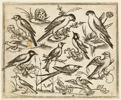 Onze oiseaux perchés sur des touffes de feuillage fleuri et de petites branches, 1557 - Virgil Solis